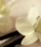 Raumduft "Natural" Vanilla Flower