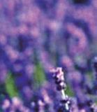 Raumduft "Natural" fresh Lavender
